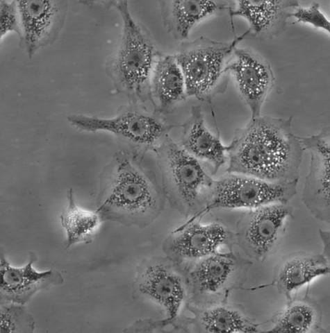 BRL细胞;大鼠肝细胞