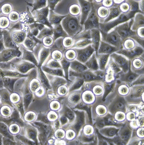HET-1A细胞;正常人食管鳞状上皮细胞