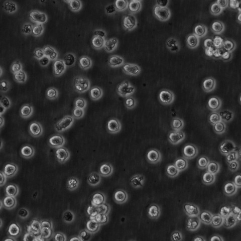 MOLT-4细胞;人急性淋巴母细胞性白血病细胞
