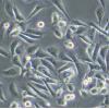 PC-3细胞;人前列腺癌细胞		