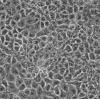 JAR细胞;人胎盘绒膜癌细胞