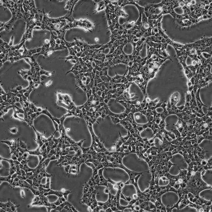 293FT细胞;人胚肾细胞