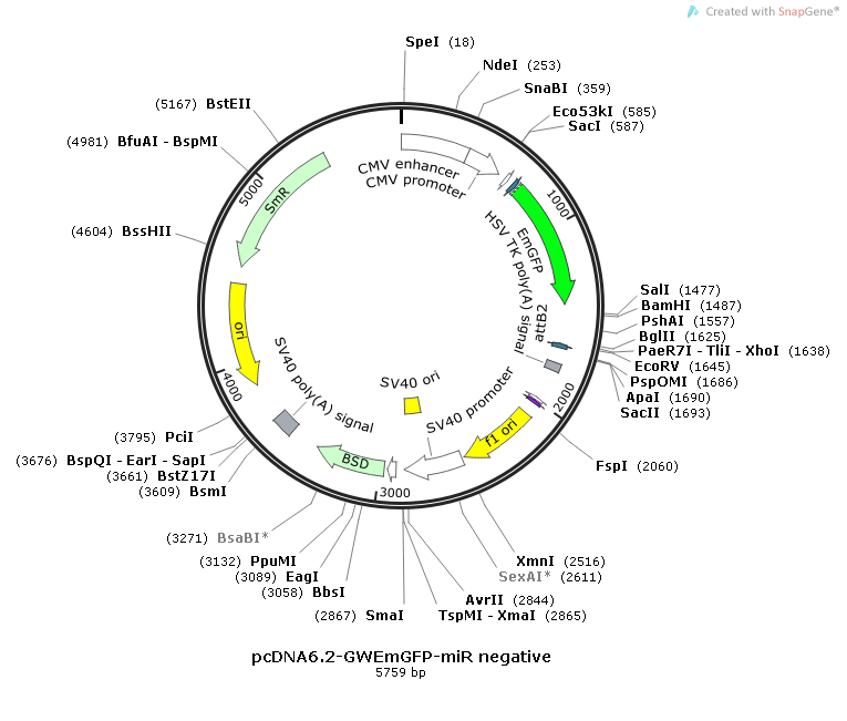 pcDNA6.2-GWEmGFP-miR negative