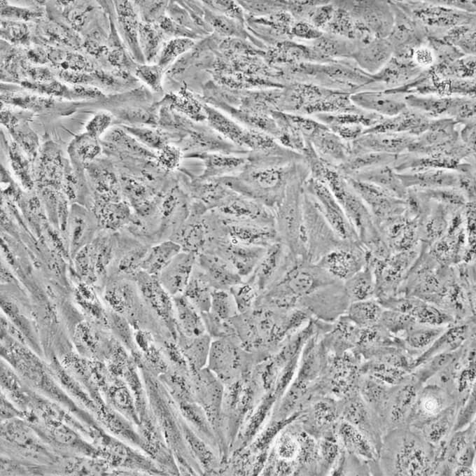 SH-SY5Y细胞;人神经母细胞瘤