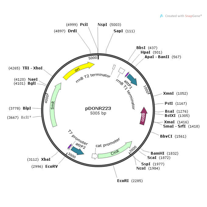 大鼠 Abi1 (NM_024397) cDNA克隆        