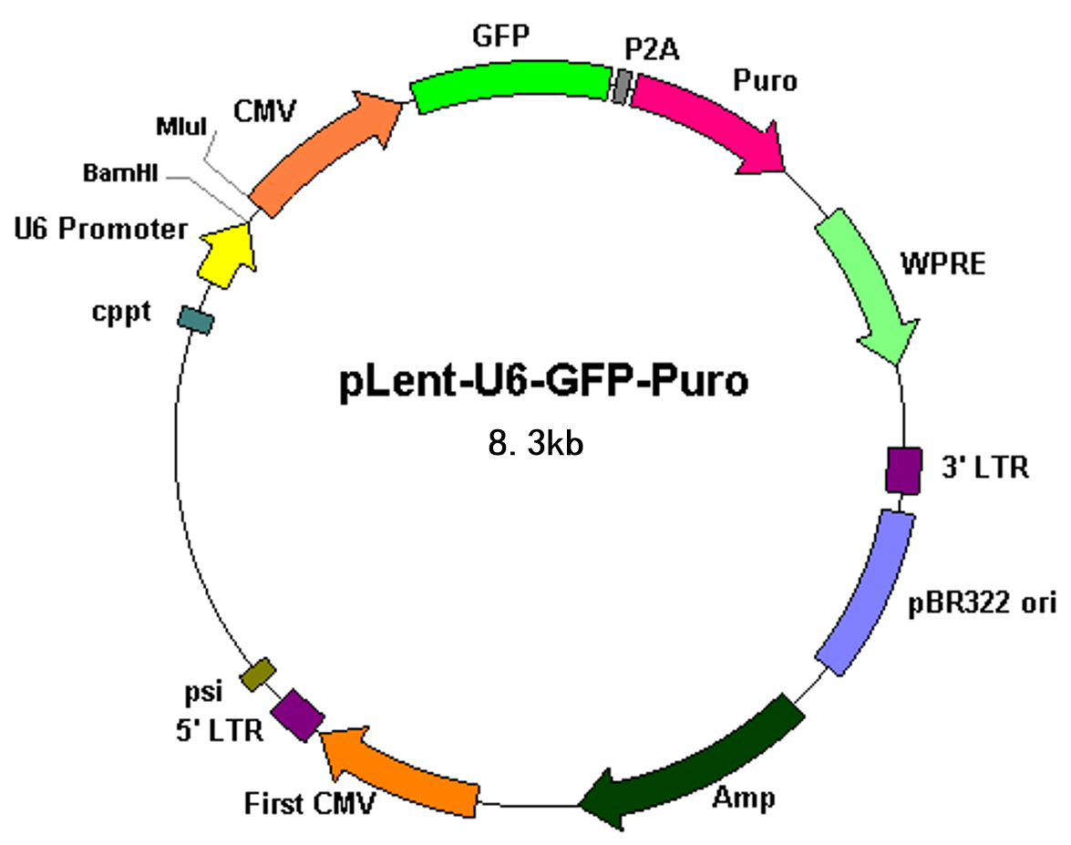 pLent-U6-GFP-Puro