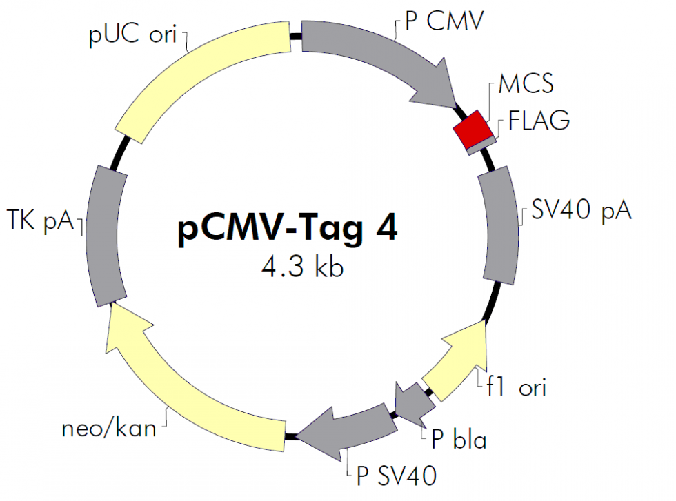 pCMV-Tag 4B