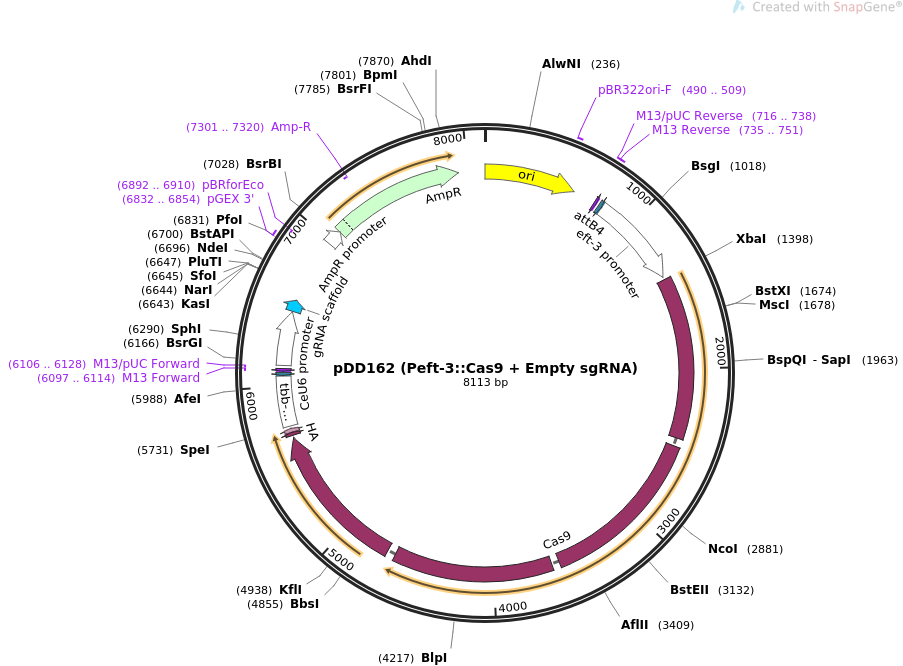 pDD162 (Peft-3::Cas9 + Empty sgRNA)