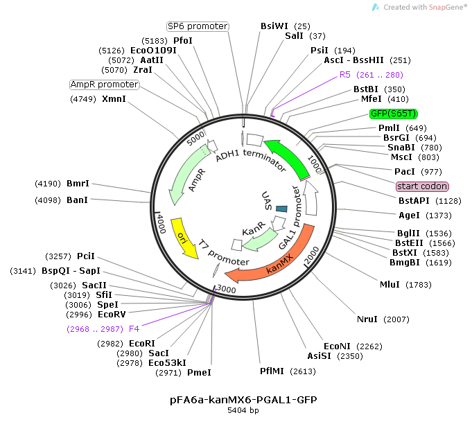 pFA6a-kanMX6-PGAL1-GFP