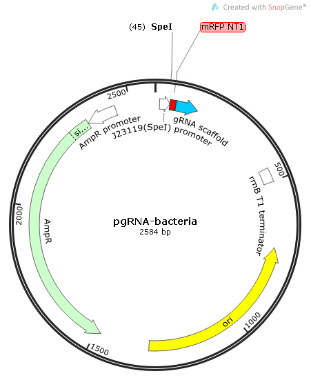 pgRNA-bacteria