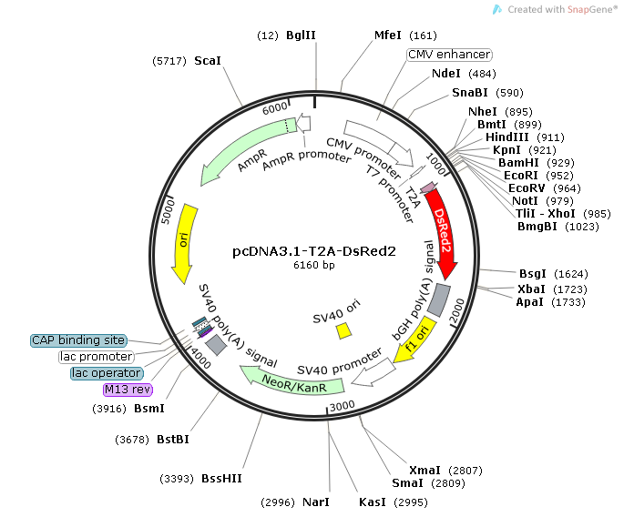 pcDNA3.1-T2A-DsRed2