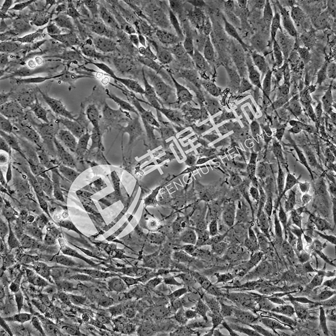 C6细胞;大鼠神经胶质瘤细胞