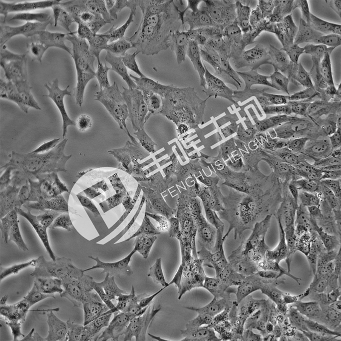 Duckembryo细胞;鸭胚成纤维细胞
