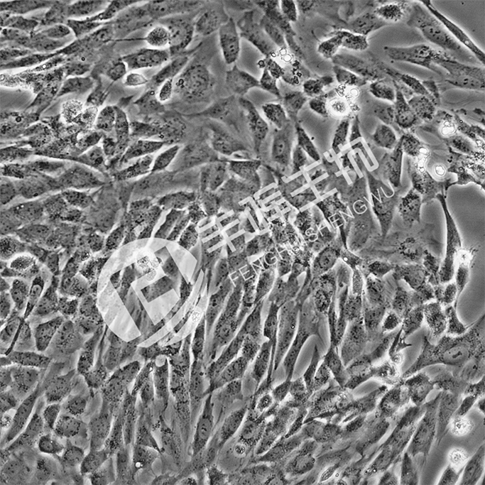 HCMEC/D3细胞;永生化人脑微血管内皮细胞
