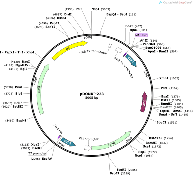 人 RUNX2 (NM_001015051) cDNA克隆