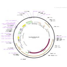 Fuw-dCas9-Dnmt3a_IM哺乳基因编辑质粒