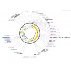 pCDNA3.1-3×HA-TERT人源基因哺乳表达质粒
