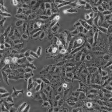 Hep 3B2.1-7细胞;人肝癌细胞