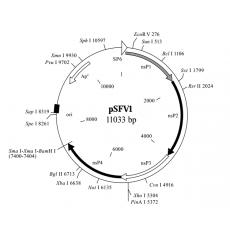 pSFV1质粒