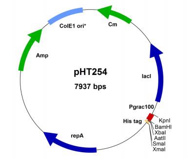 pHT254质粒