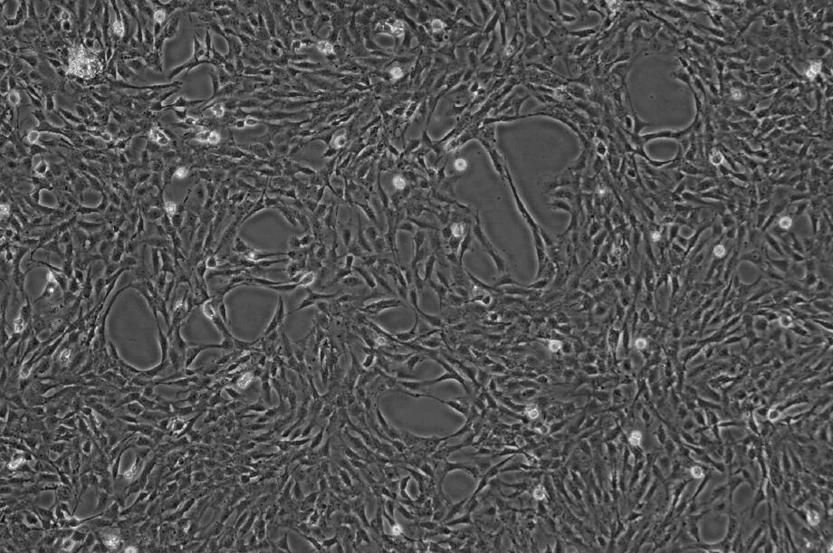 OLN-93细胞;大鼠少突胶质前体细胞系