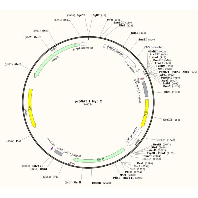 pcDNA3.1-myc-C质粒
