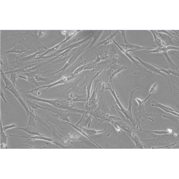 WI-38细胞;人胚肺成纤维细胞