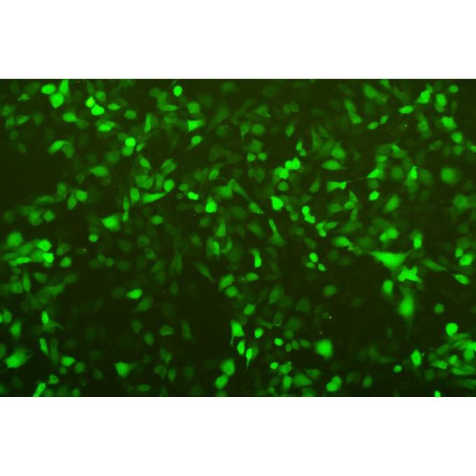 3D4/21-Cas9(neo无NLS)猪肺泡巨噬细胞 稳转株