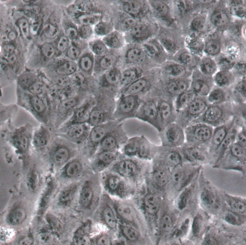 OVCAR3细胞;人卵巢腺癌细胞