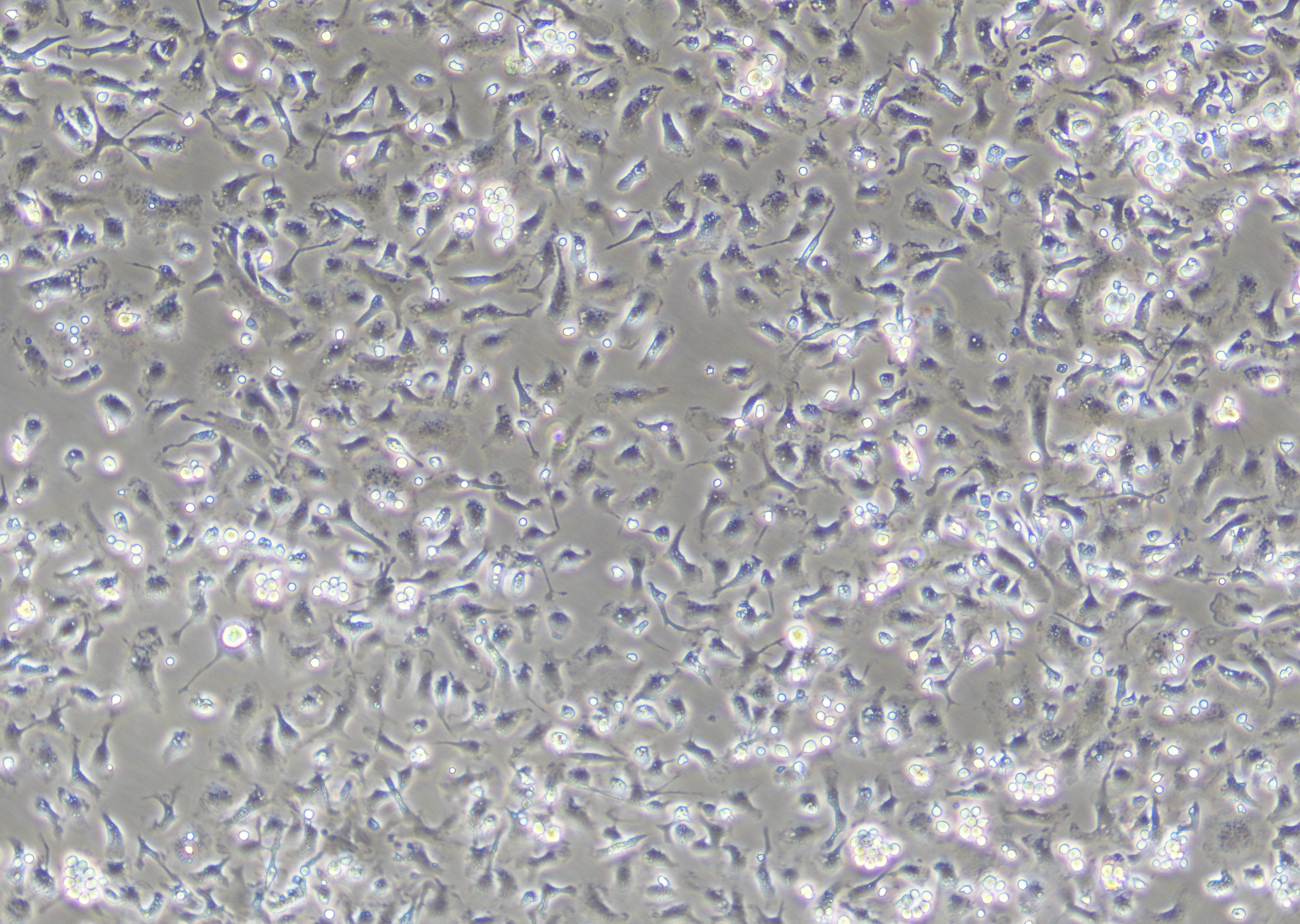 小鼠骨髓巨噬细胞