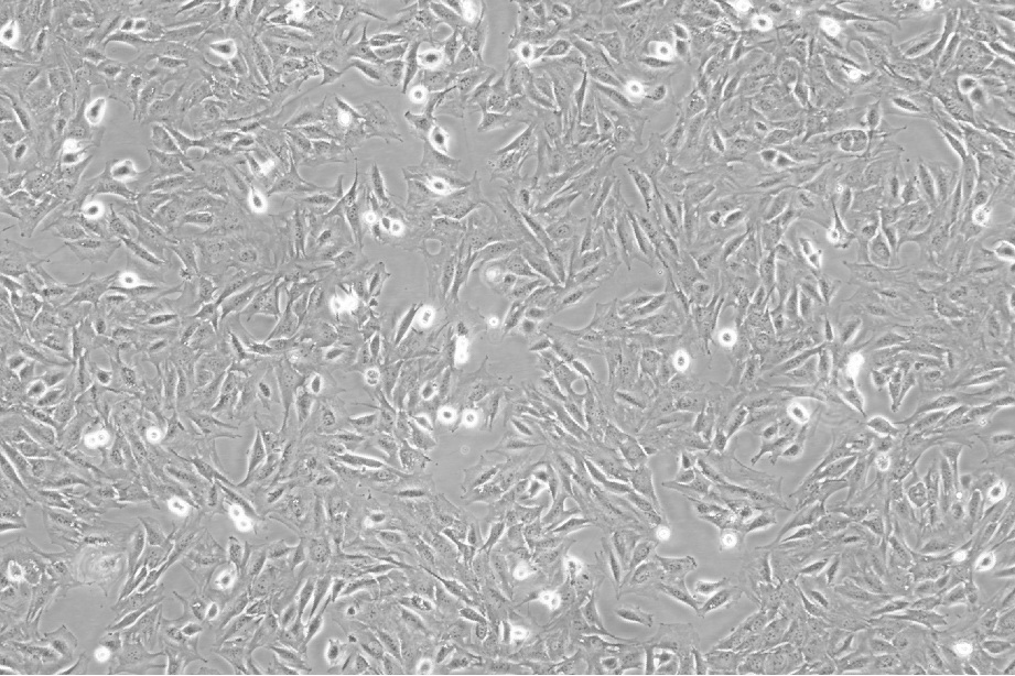 C2C12细胞;小鼠成肌细胞