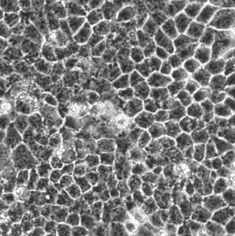 SW1990细胞;人胰腺癌细胞