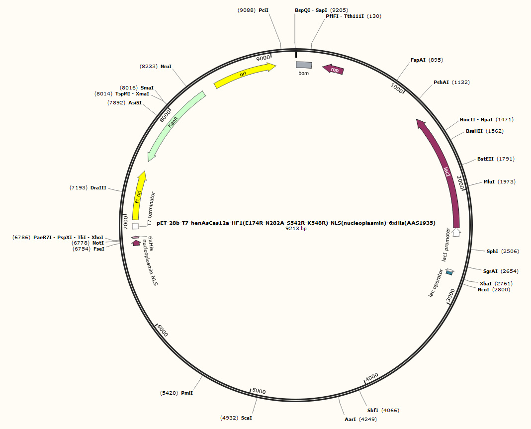 pET-28b-T7-henAsCas12a-HF1(E174R-N282A-S542R-K548R)-NLS(nucleoplasmin)-6xHis(AAS1935)