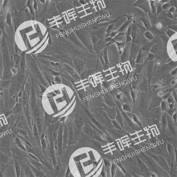 SH-SY5Y细胞（人神经母细胞瘤细胞）