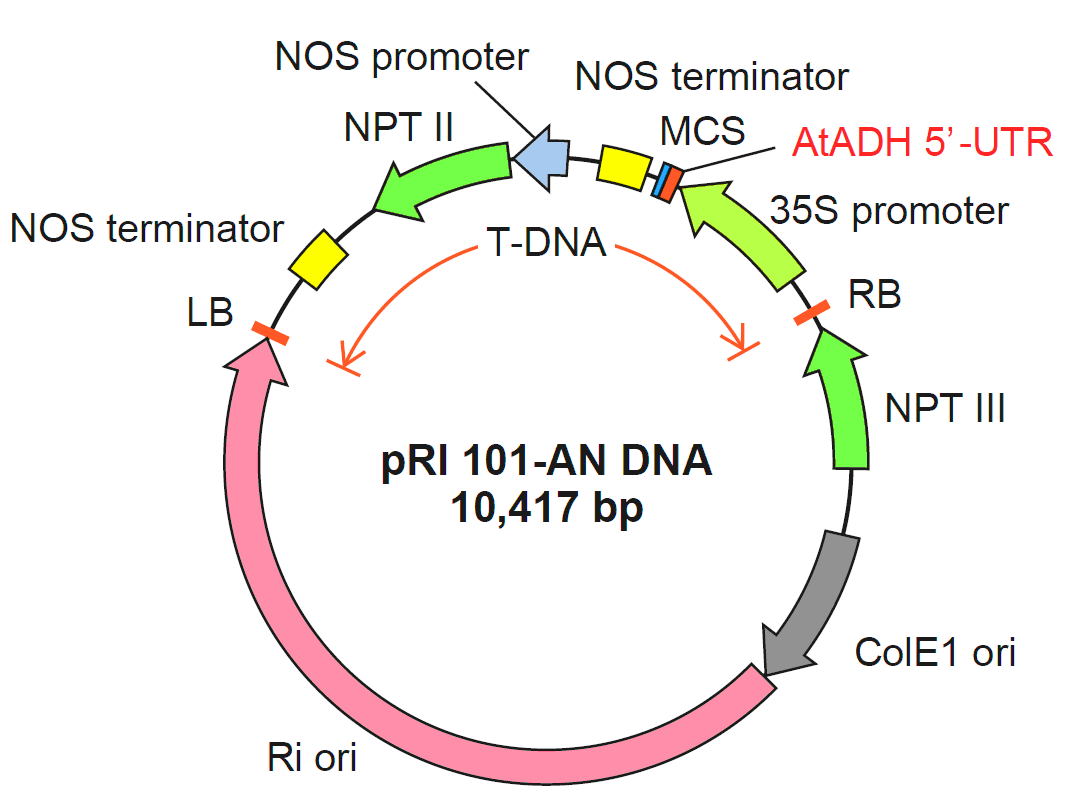 pRI101-AN双子叶植物发根农杆菌质粒