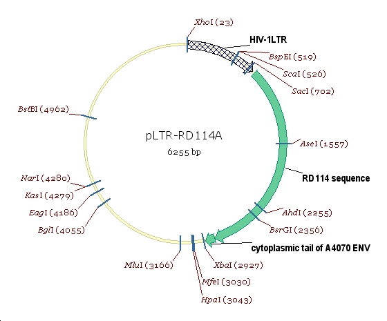 pLTR-RD114A慢病毒RD114包膜蛋白表达质粒