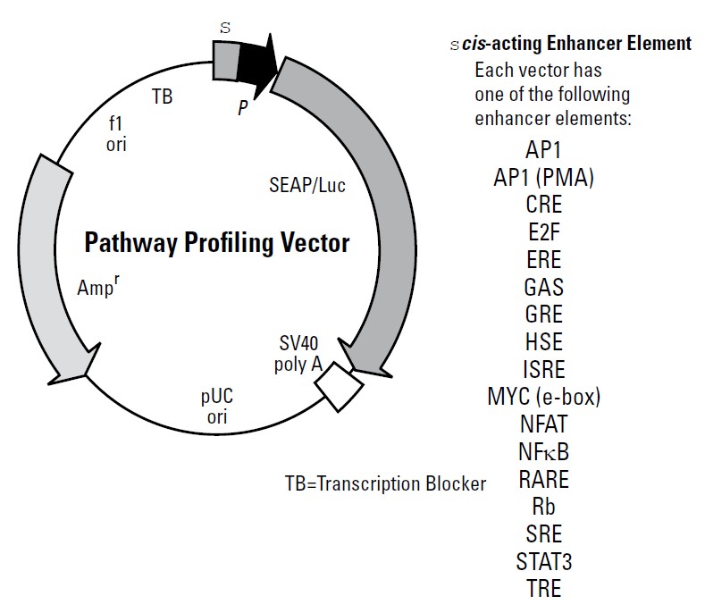 pGAS-TA-Luc单荧光素酶信号通路活性质粒