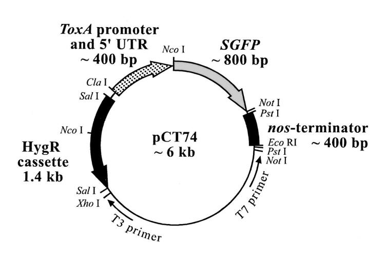 pCT74真菌表达质粒