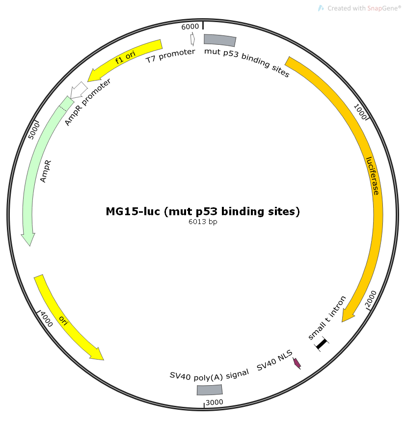 MG15-luc(mutp53bindingsites)?