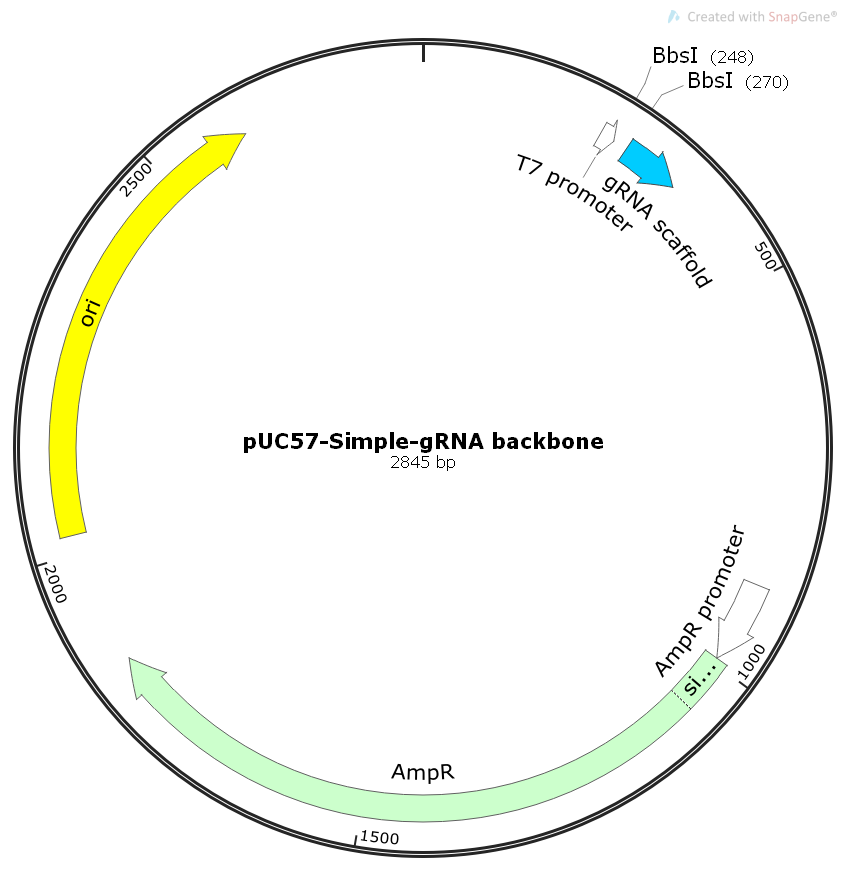 pUC57-Simple-gRNAbackbone爪蟾基因编辑质粒