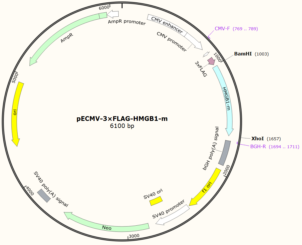 pECMV-3×FLAG-HMGB1-m小鼠基因哺乳表达质粒
