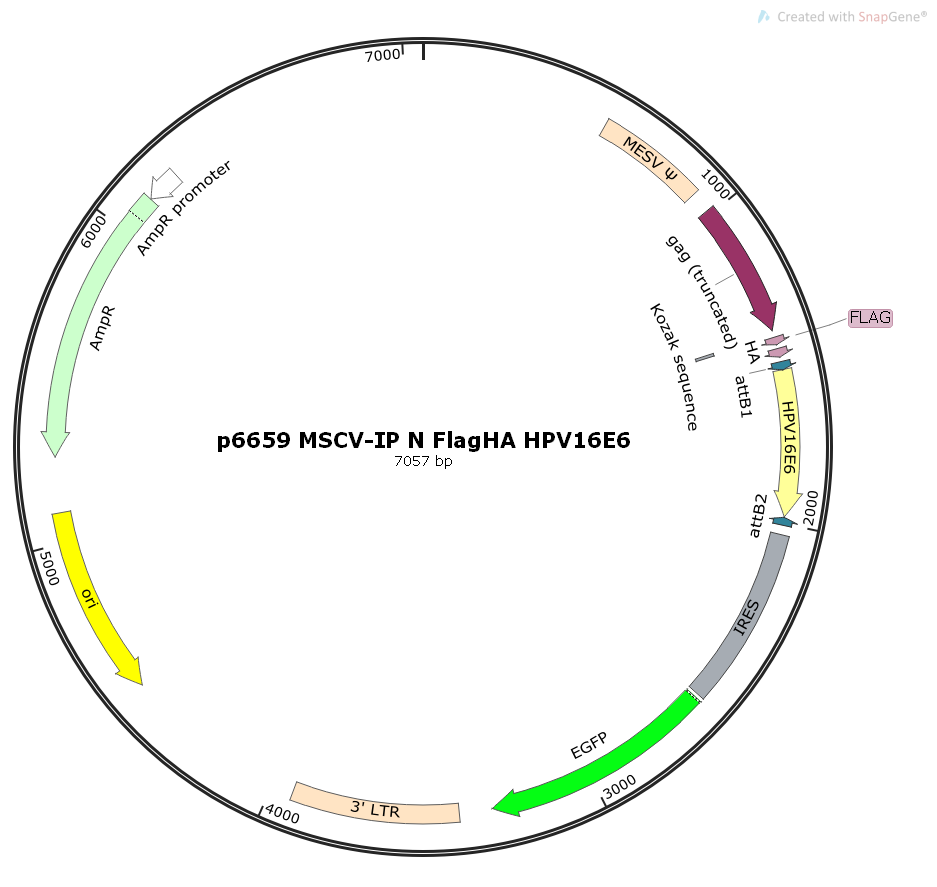 p6659MSCV-IPNFlagHAHPV16E6病毒基因哺乳表达质粒