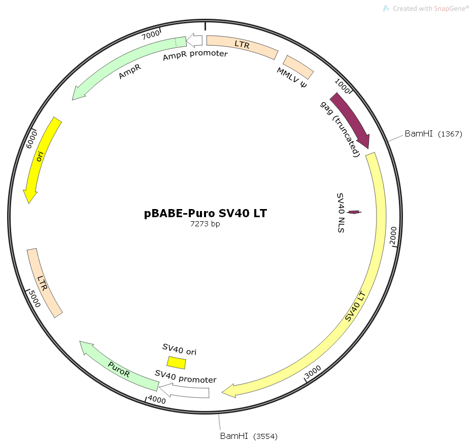 pBABE-PuroSV40LT病毒基因哺乳表达质粒