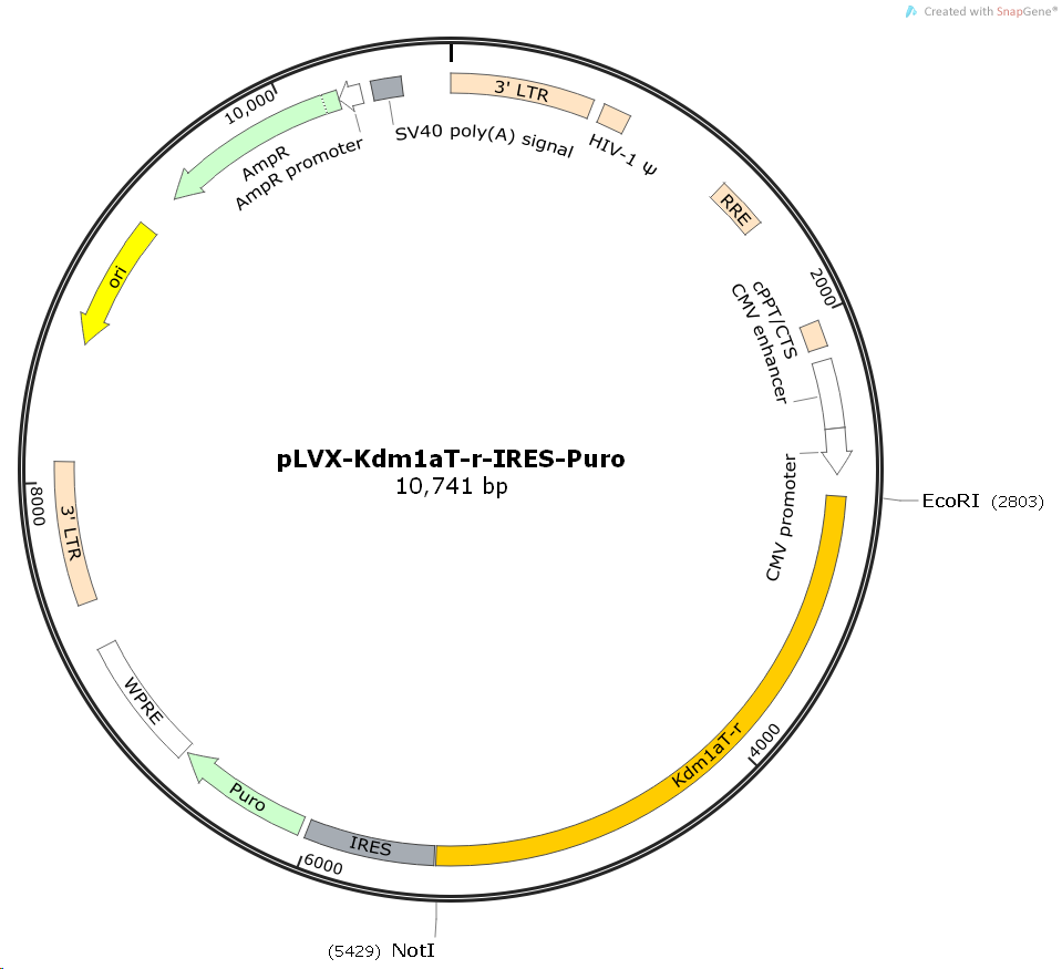 pLVX-Kdm1aT-r-IRES-Puro大鼠基因慢病毒质粒