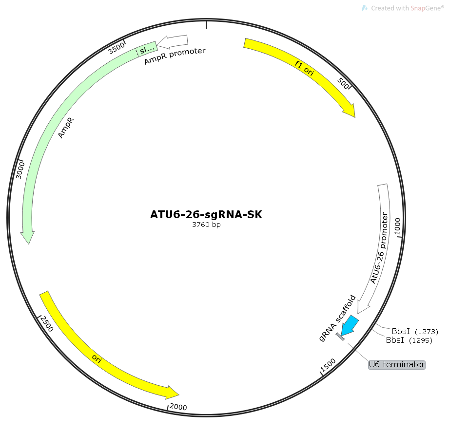 ATU6-26-sgRNA-SK