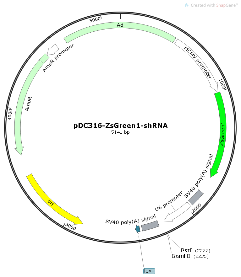 pDC316-ZsGreen1-shRNA