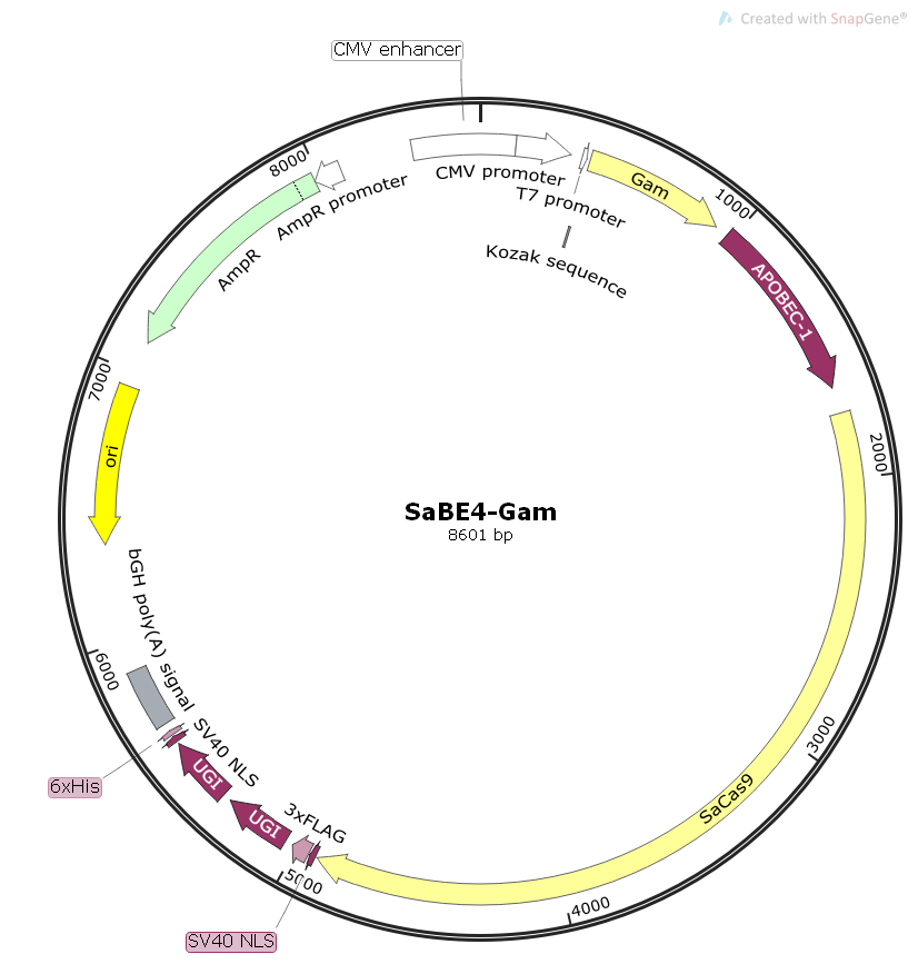 SaBE4-Gam哺乳基因编辑质粒