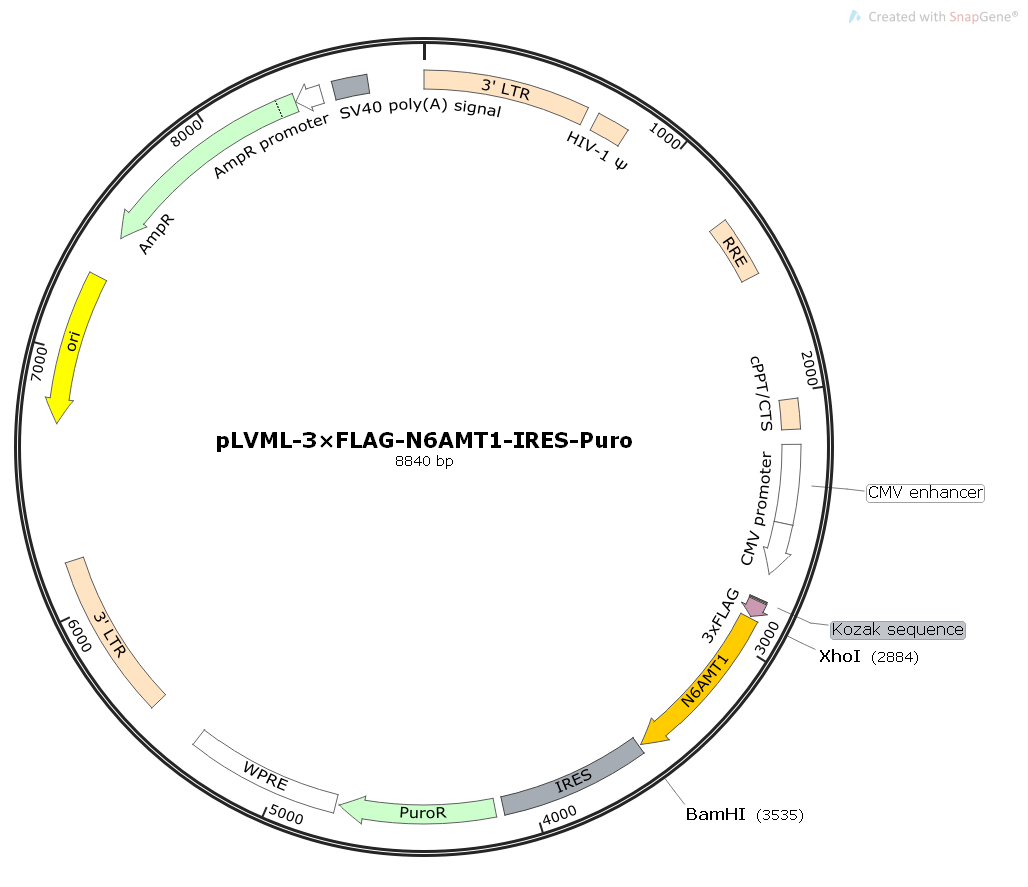 pLVML-3×FLAG-N6AMT1人源基因慢病毒质粒