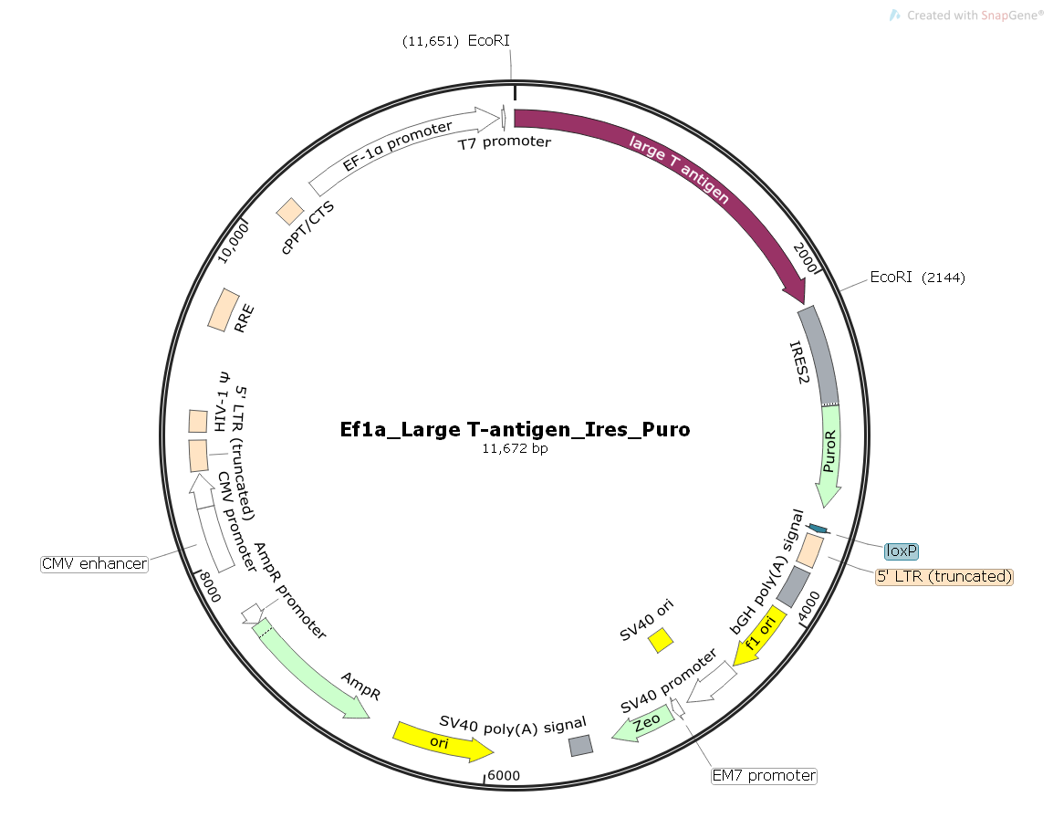 Ef1a_LargeT-antigen_Ires_Puro慢病毒大T抗原表达质粒