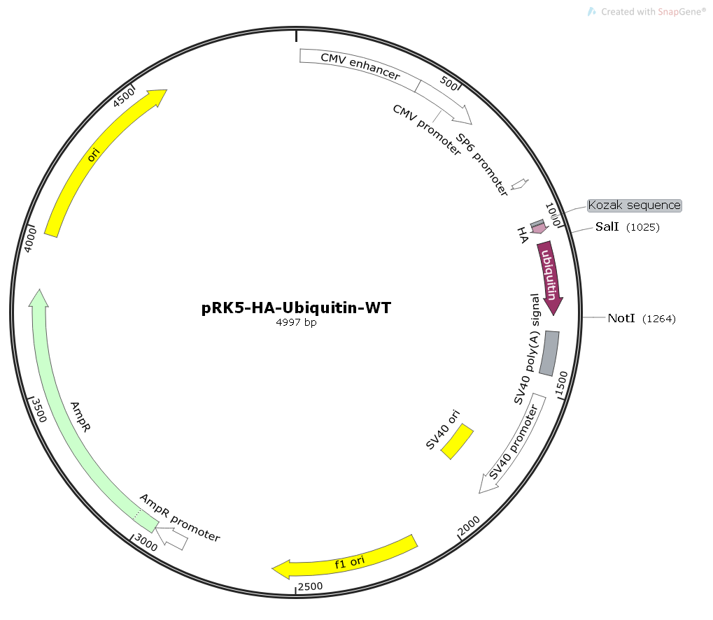 pRK5-HA-Ubiquitin-WT人源基因哺乳表达质粒